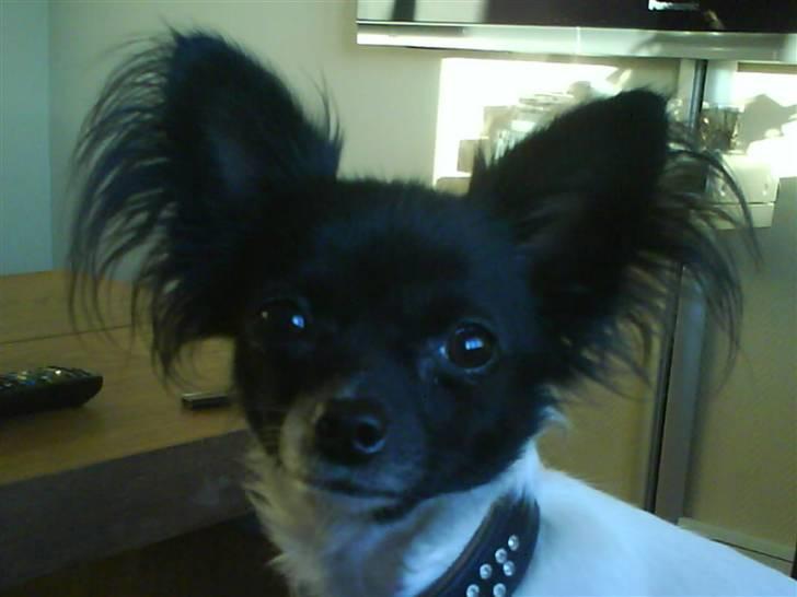 Chihuahua Jazmin billede 1