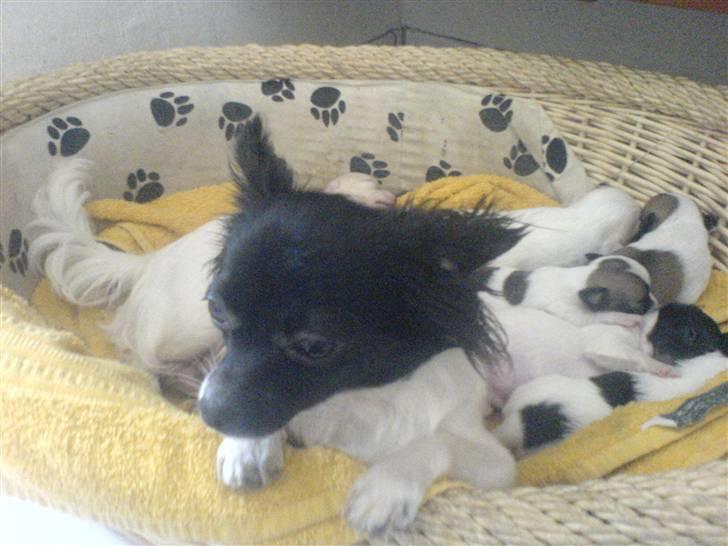 Chihuahua Jazmin billede 2