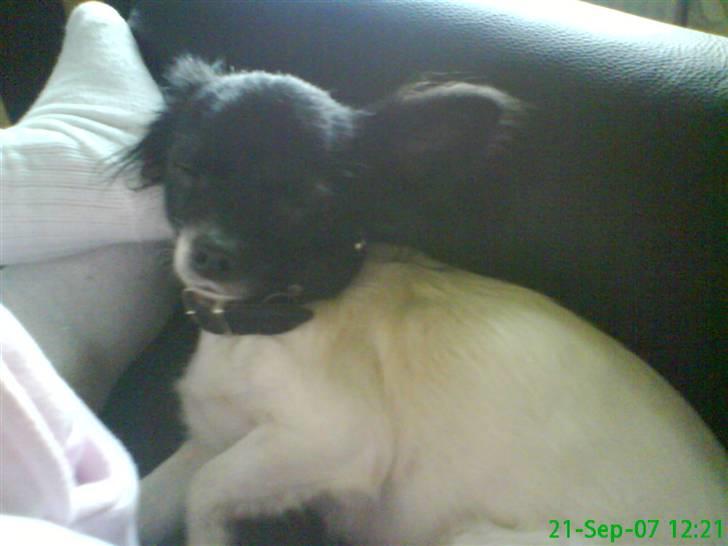 Chihuahua Jazmin billede 3