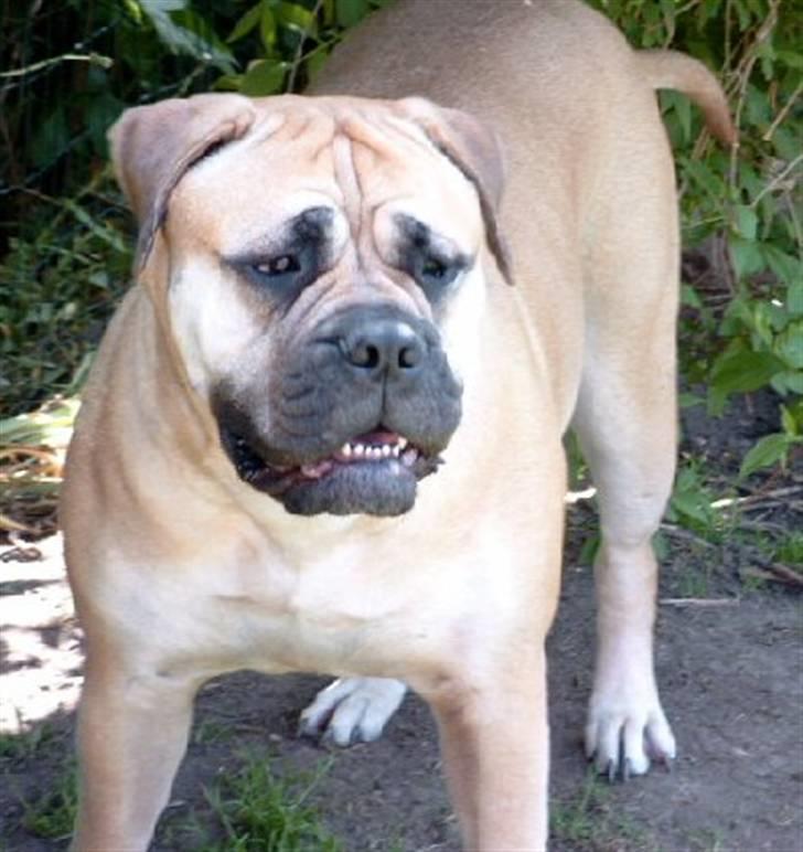 Bullmastiff Amy billede 9