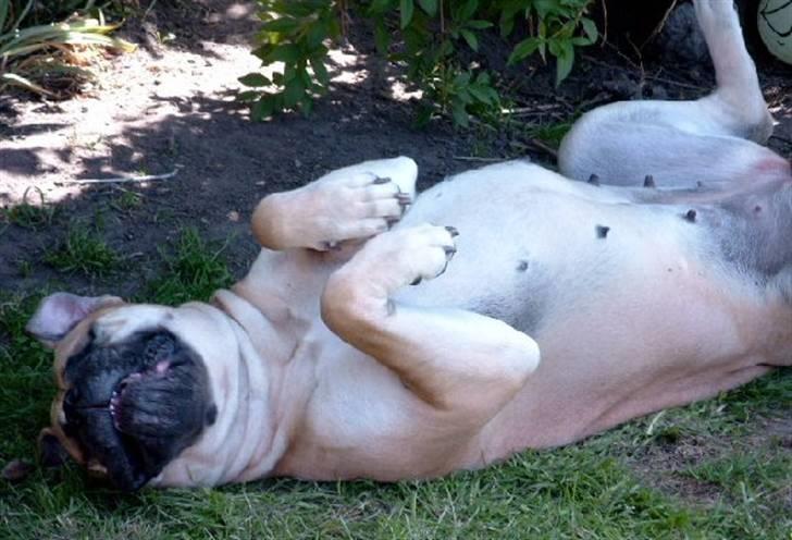 Bullmastiff Amy billede 10