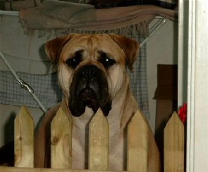 Bullmastiff Amy billede 11