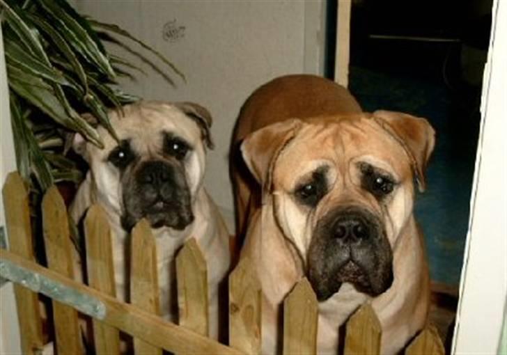 Bullmastiff Amy billede 12