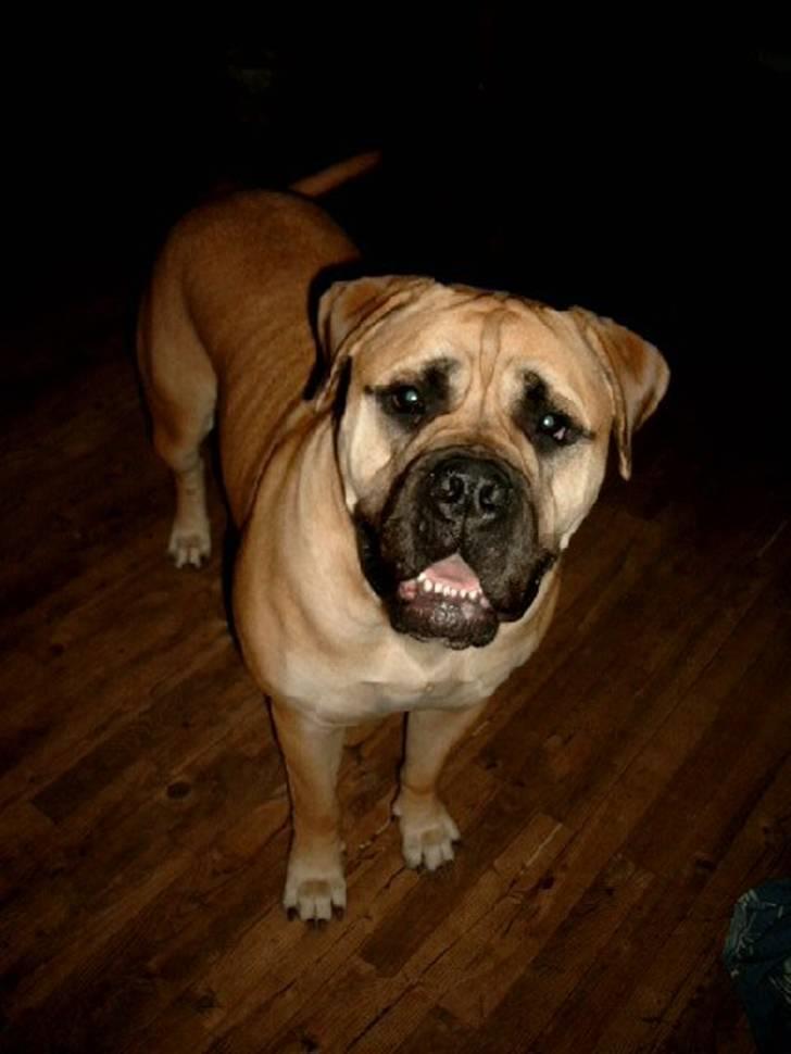 Bullmastiff Amy billede 13