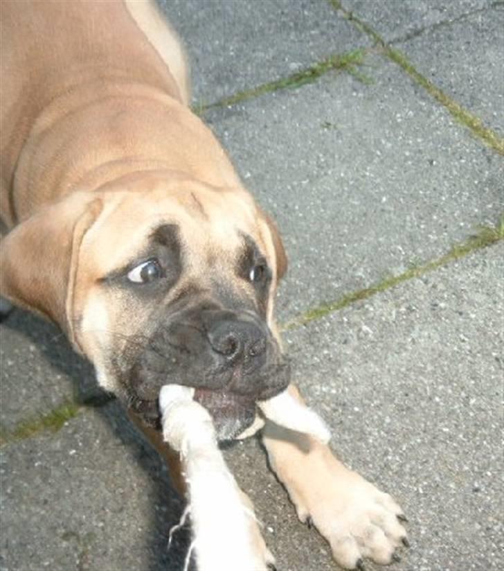 Bullmastiff Amy billede 14