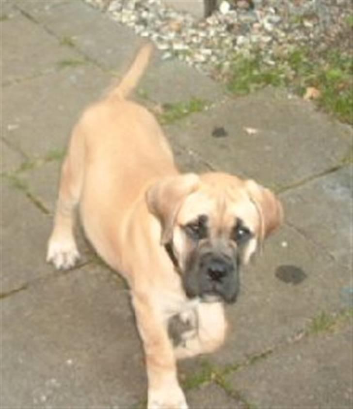 Bullmastiff Amy billede 15