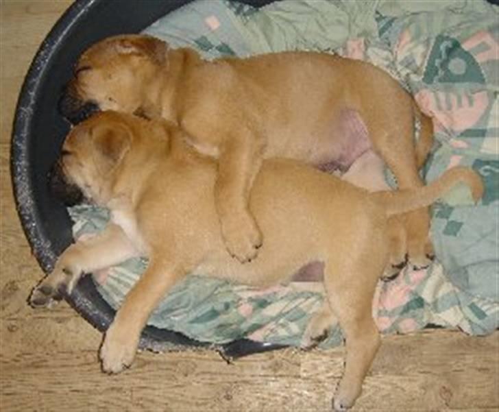 Bullmastiff Amy - Lille bitte Amy og Berta billede 16