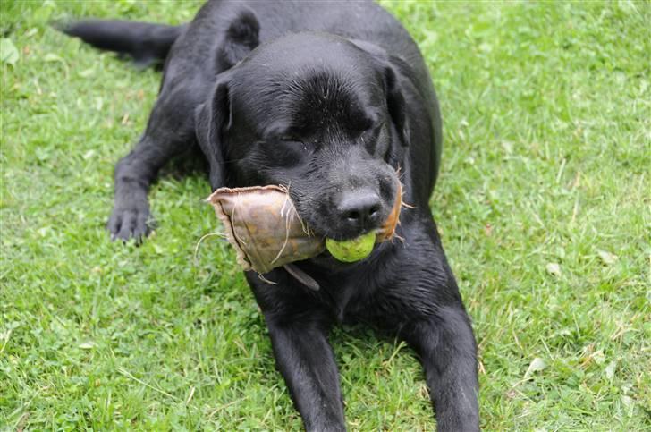 Labrador retriever Kito billede 17