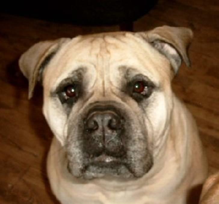 Bullmastiff Tiny billede 10