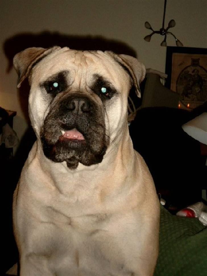Bullmastiff Tiny billede 11