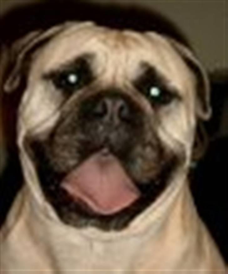 Bullmastiff Tiny billede 12