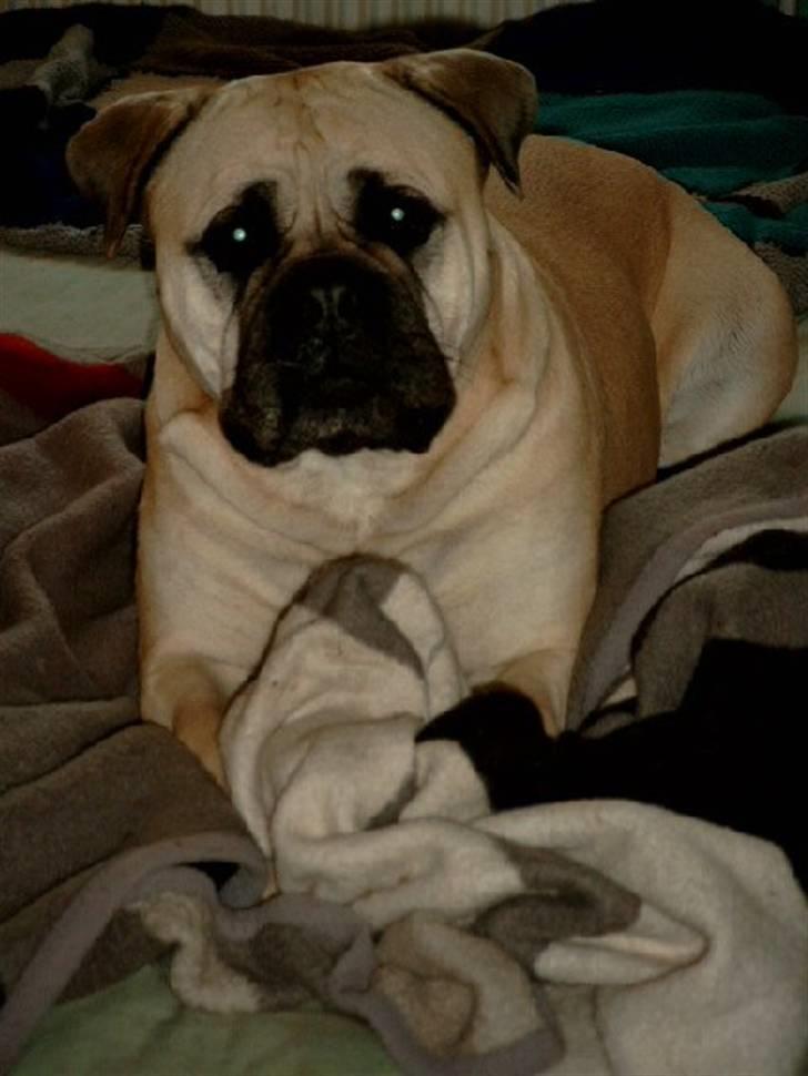 Bullmastiff Tiny billede 13