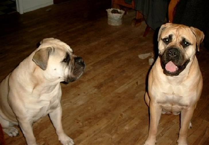 Bullmastiff Tiny billede 14
