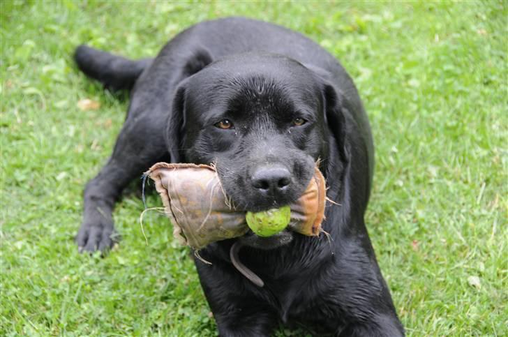 Labrador retriever Kito billede 18
