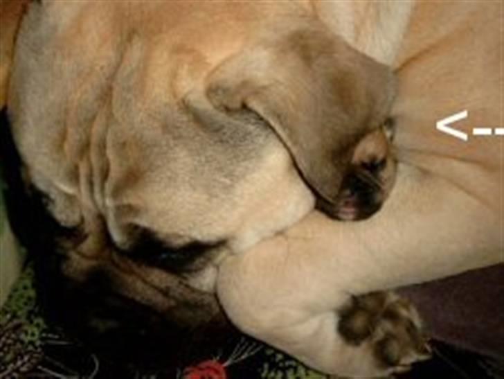 Bullmastiff Tiny billede 15