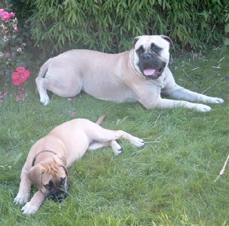 Bullmastiff Tiny billede 16