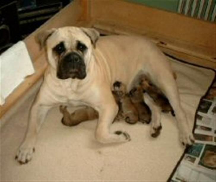 Bullmastiff Tiny billede 17