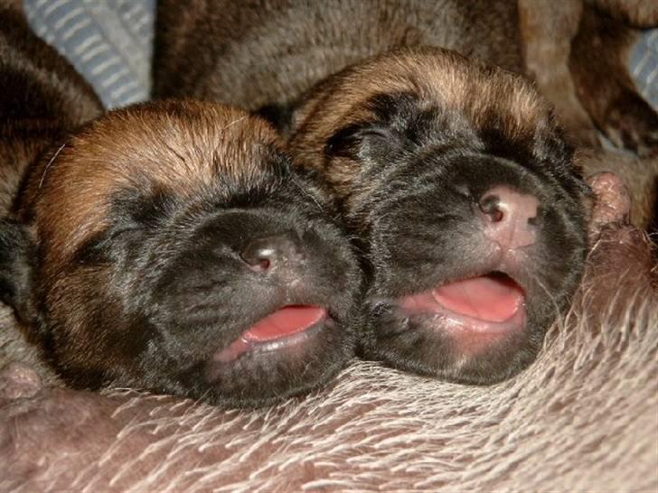 Bullmastiff Tiny - Syngende hvalpe fra Tiny billede 18