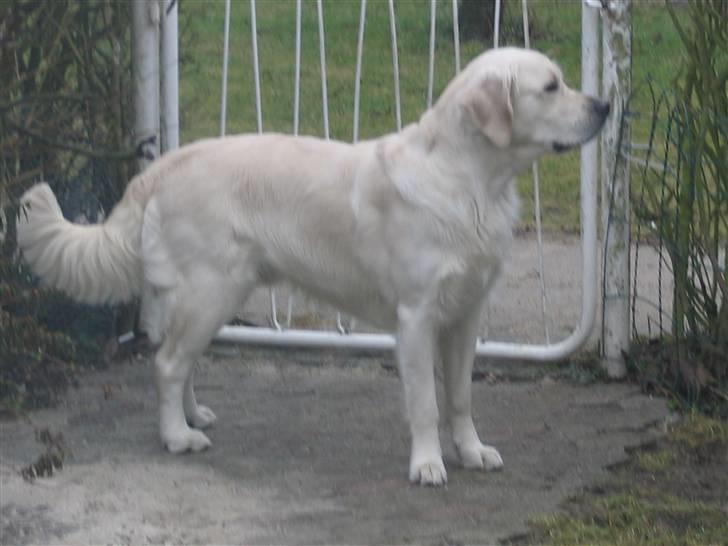 Golden retriever Golden Maid Rocking Boy  billede 5