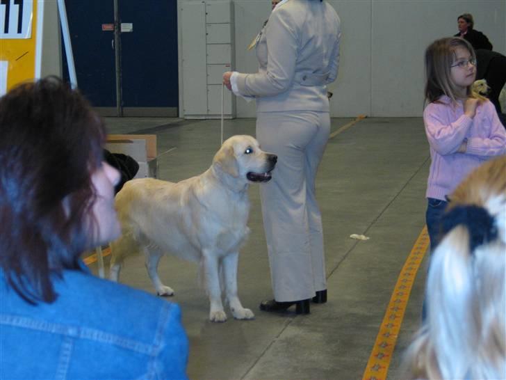 Golden retriever Golden Maid Rocking Boy  billede 6