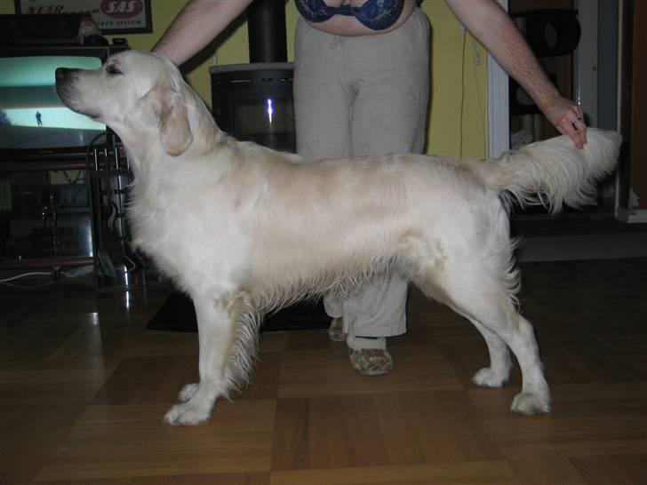Golden retriever Golden Maid Rocking Boy  billede 8