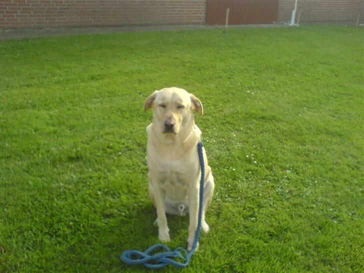 Labrador retriever Rico - "kom nu Anne, vi skal ud at gå nu!" billede 12