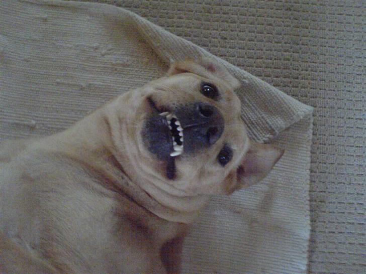 Labrador retriever Rico - Elsker at smile til fotografen ;D billede 13