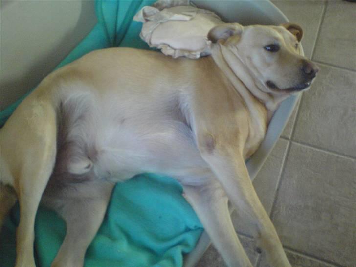 Labrador retriever Rico - Hans meget mærkelige måde at ligge på ;D billede 14