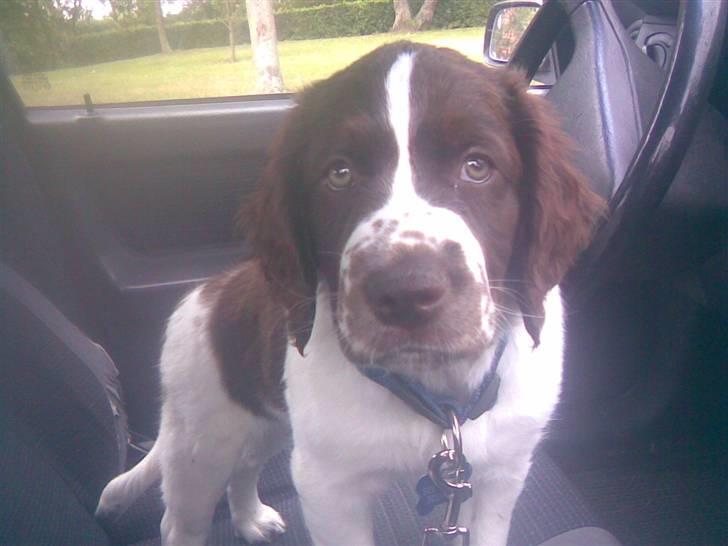 Blanding af racer Scoopy-doo billede 7