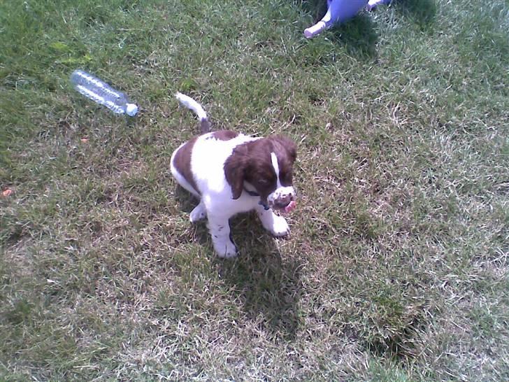 Blanding af racer Scoopy-doo billede 8