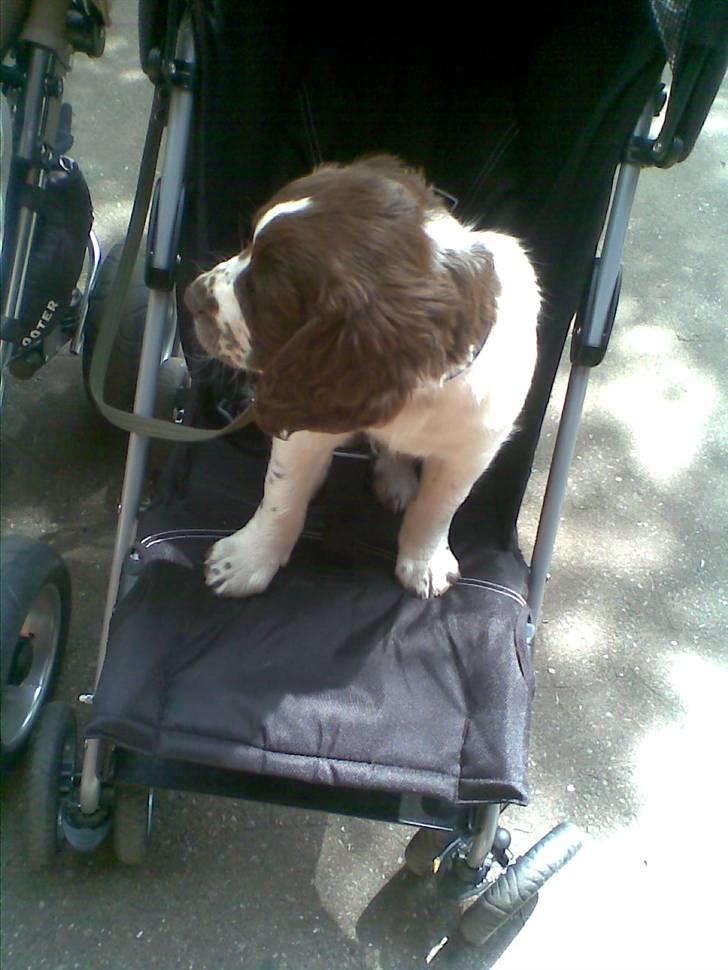 Blanding af racer Scoopy-doo billede 9