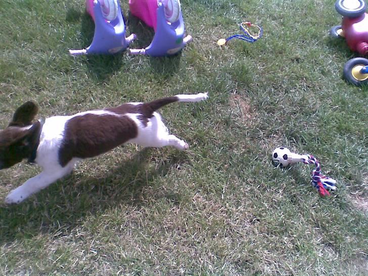 Blanding af racer Scoopy-doo billede 10