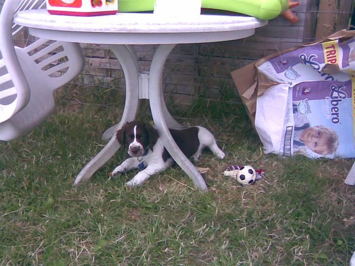 Blanding af racer Scoopy-doo billede 11