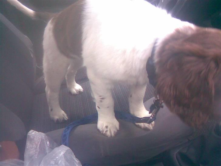 Blanding af racer Scoopy-doo billede 12