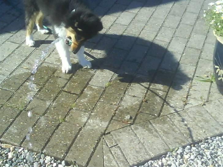 Collie langhåret Baloo - jeg hjelper med at hvande blomster som i kan se..! billede 4