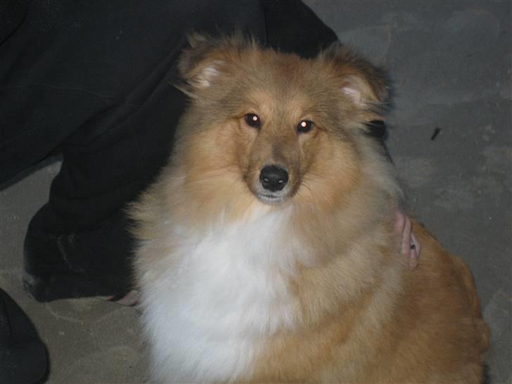 Shetland sheepdog Aslan (2009 død) billede 11