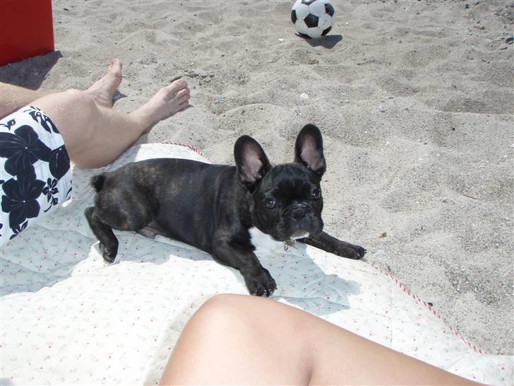 Fransk bulldog tyson billede 1