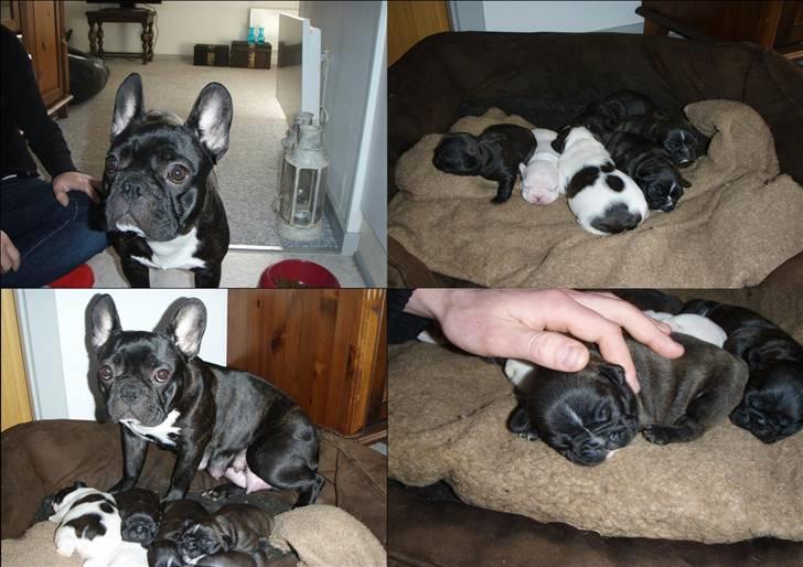 Fransk bulldog tyson billede 2