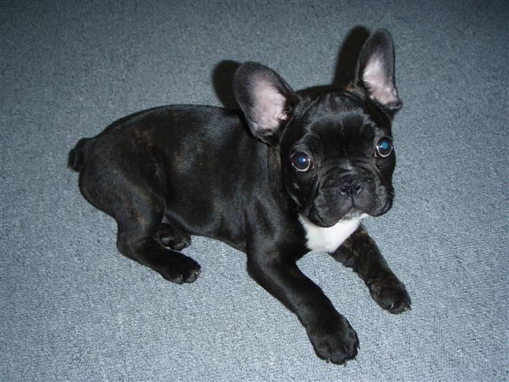 Fransk bulldog tyson billede 3