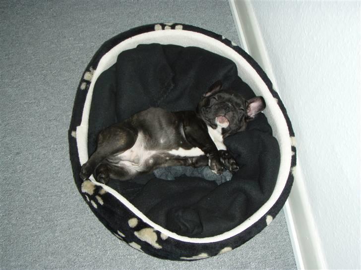 Fransk bulldog tyson billede 4