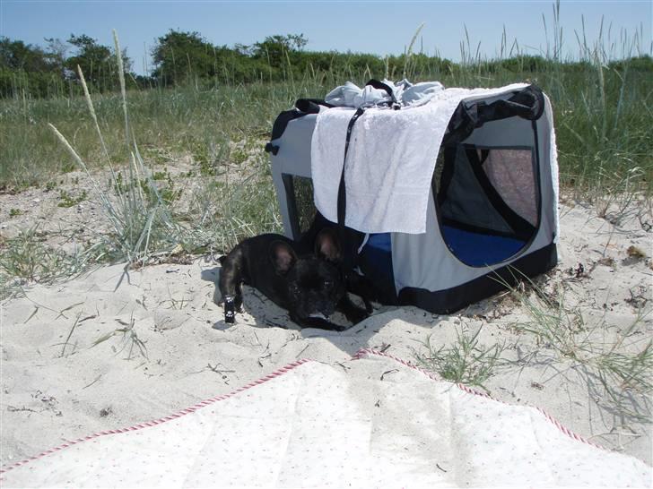 Fransk bulldog tyson billede 5