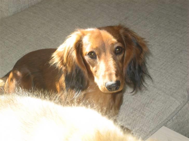 Dværggravhund Ganto billede 12