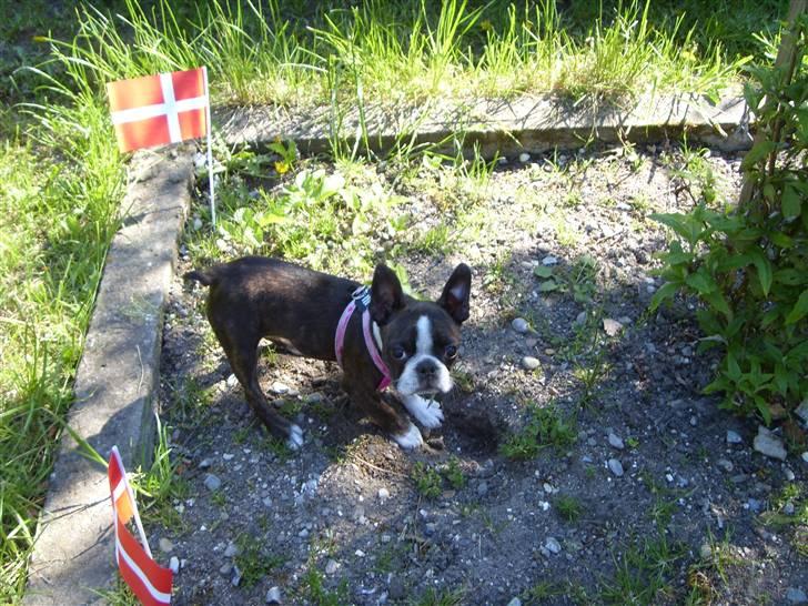 Boston terrier Nala billede 6