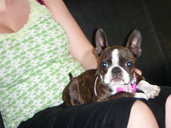 Boston terrier Nala billede 7