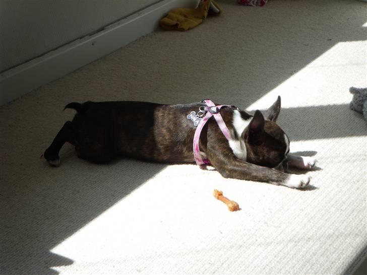 Boston terrier Nala billede 8