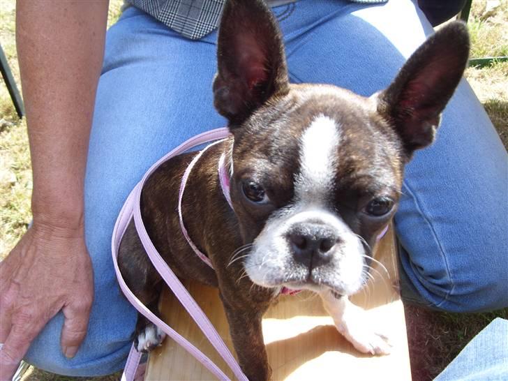 Boston terrier Nala billede 9