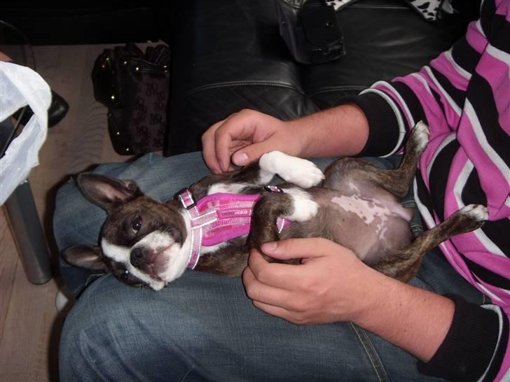 Boston terrier Nala billede 10