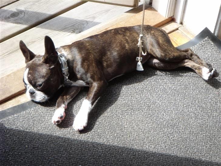 Boston terrier Nala billede 11