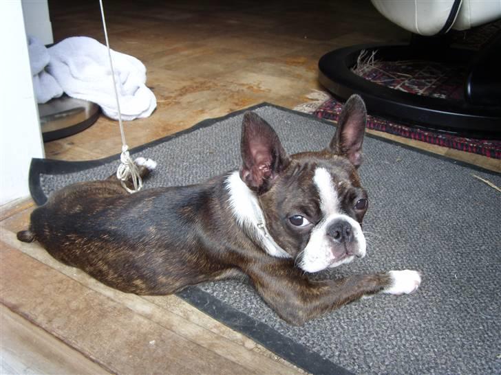 Boston terrier Nala billede 12