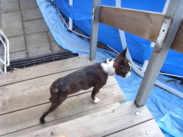 Boston terrier Nala billede 13